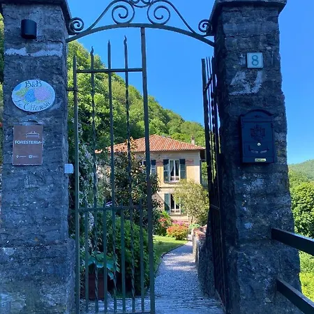 Le Ortensie Faggeto Lario