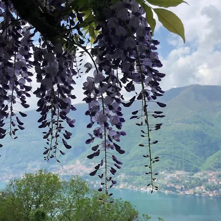 Le Ortensie 3*